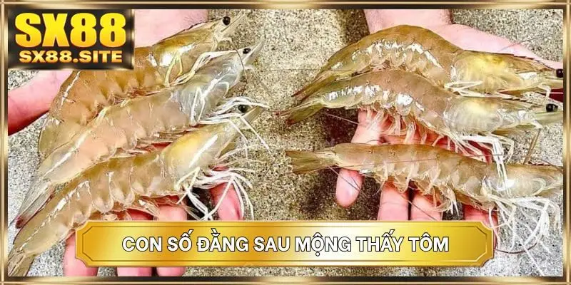 Con số đằng sau mộng thấy tôm