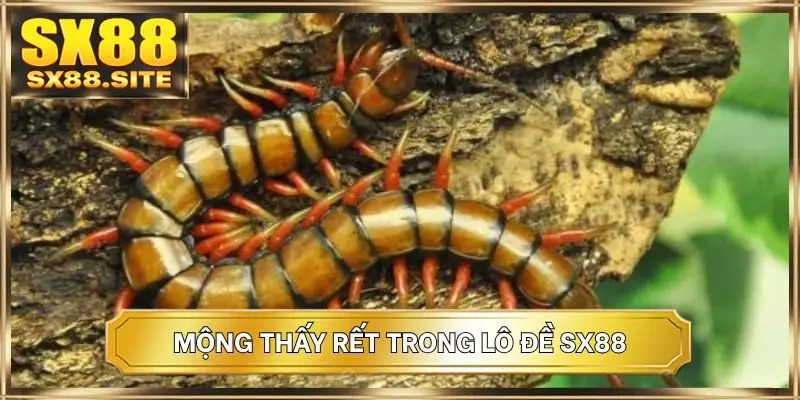 Mộng thấy rết trong lô đề SX88