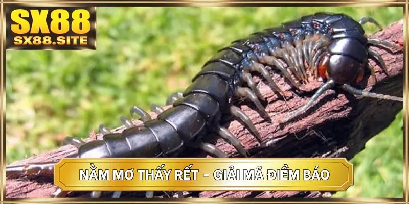 Nằm mơ thấy rết